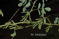 Indigofera tinctoria